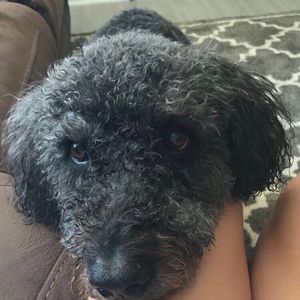 Meet your Posher, Juliana